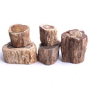 Petrified Wood
