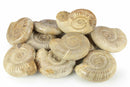 Ammonite Fossil, Perisphictes