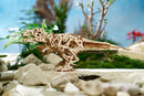 UGears Tyrannosaurus Rex