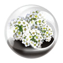 Tiny Terrarium - Flowering