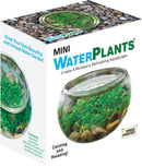 Mini Water Plants