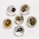 Bug Marble