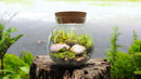 Mini Water Plants