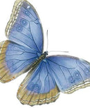 Blue Butterfly Archivist Card