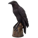 Raven Standing