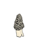 Morel Mushroom Decal