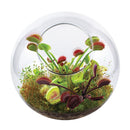 Flytrap Garden