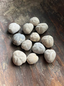 Echinoid Fossil