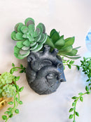 Anatomical Heart Planter - Grey