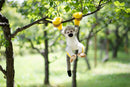 Squirrel Monkey Baby Plush