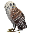 Barn Owl Standing