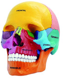Human Exploded Skull - 4D