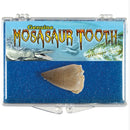 Mosasaur Tooth
