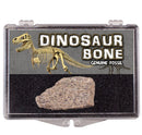 Dinosaur Bone