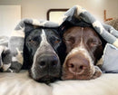 Tall Tails Dog Blanket